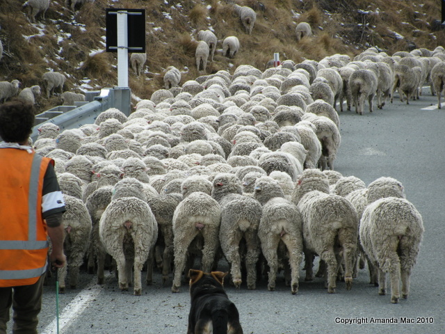 Sheep New Zealand