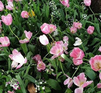 pink tulips in toowoomba garden